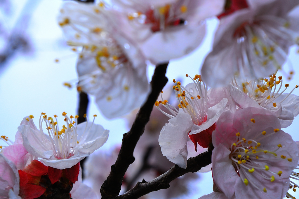 雨の梅林公園　1　　　3/20
