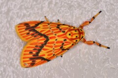 スジベニコケガ　2