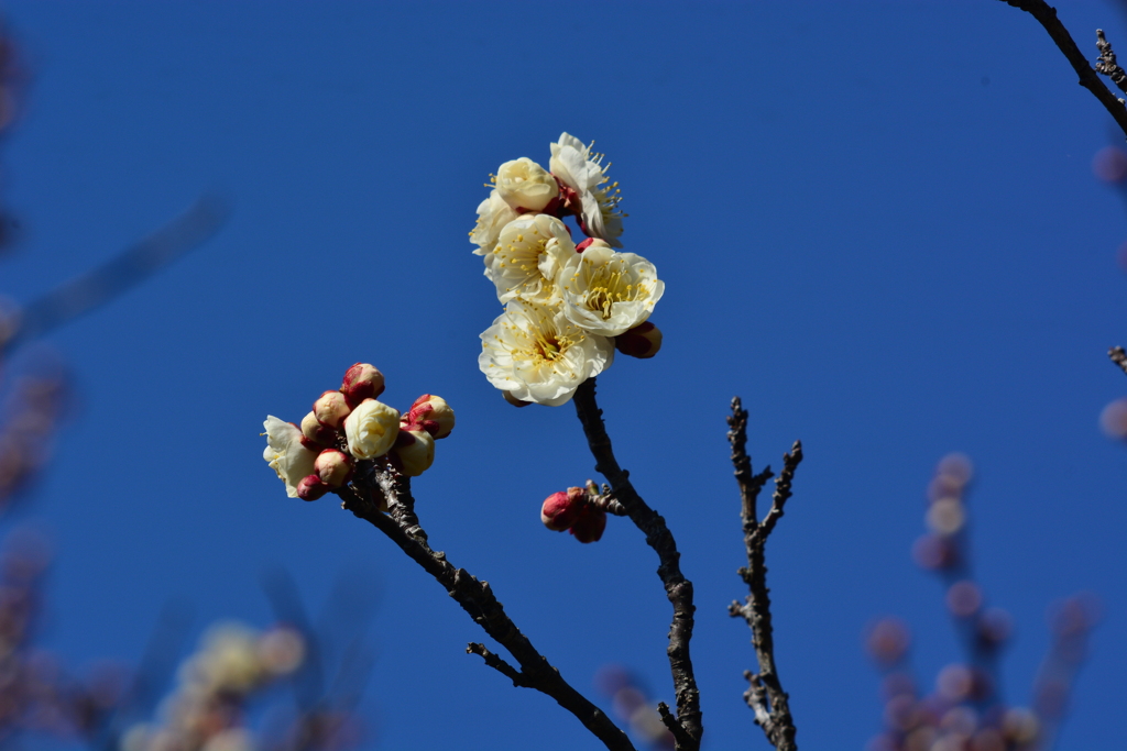 梅林公園4