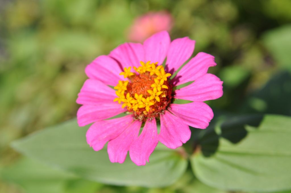 花 (5)