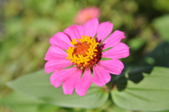 花 (5)
