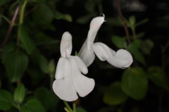 花 (3)