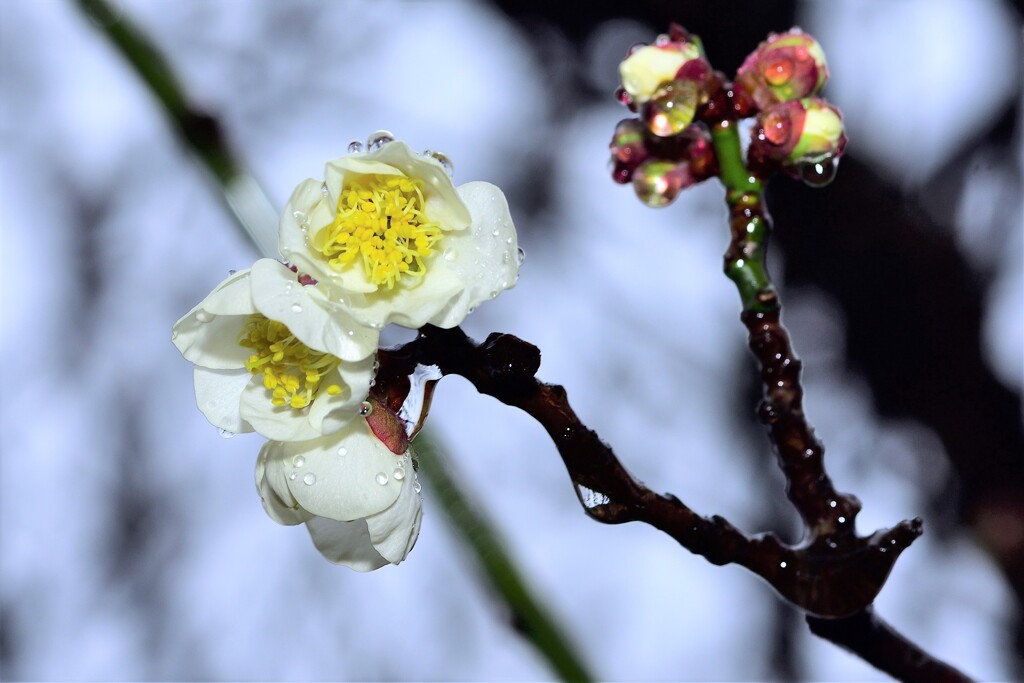 雨の梅林公園　15