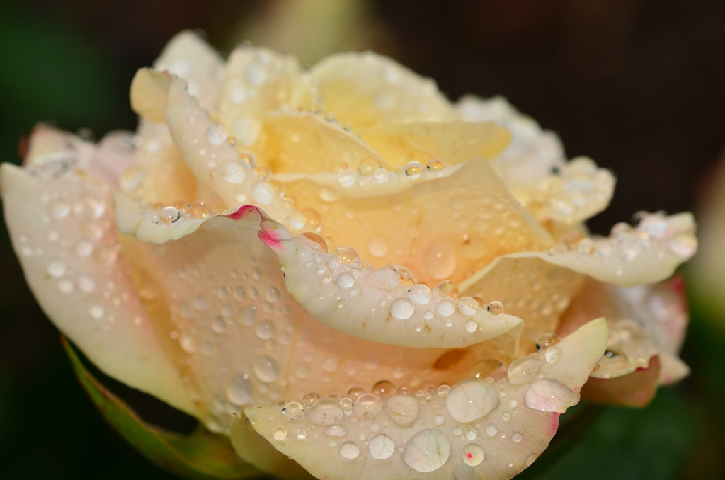 水玉の薔薇 (3)