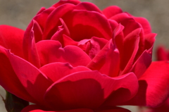 花フェスタ記念公園にて  （再投稿）