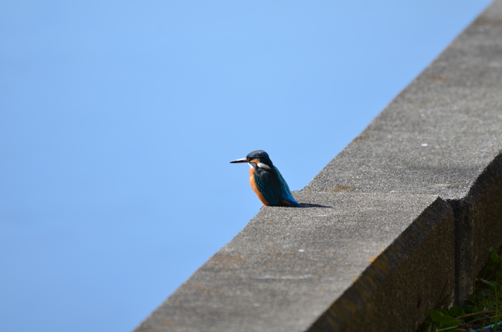 カワセミ 0211 (3)