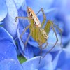 蜘蛛