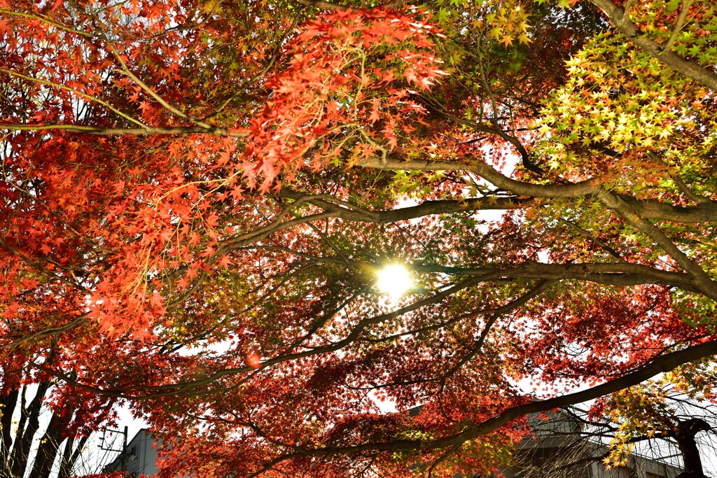 梅林公園の紅葉 (9)