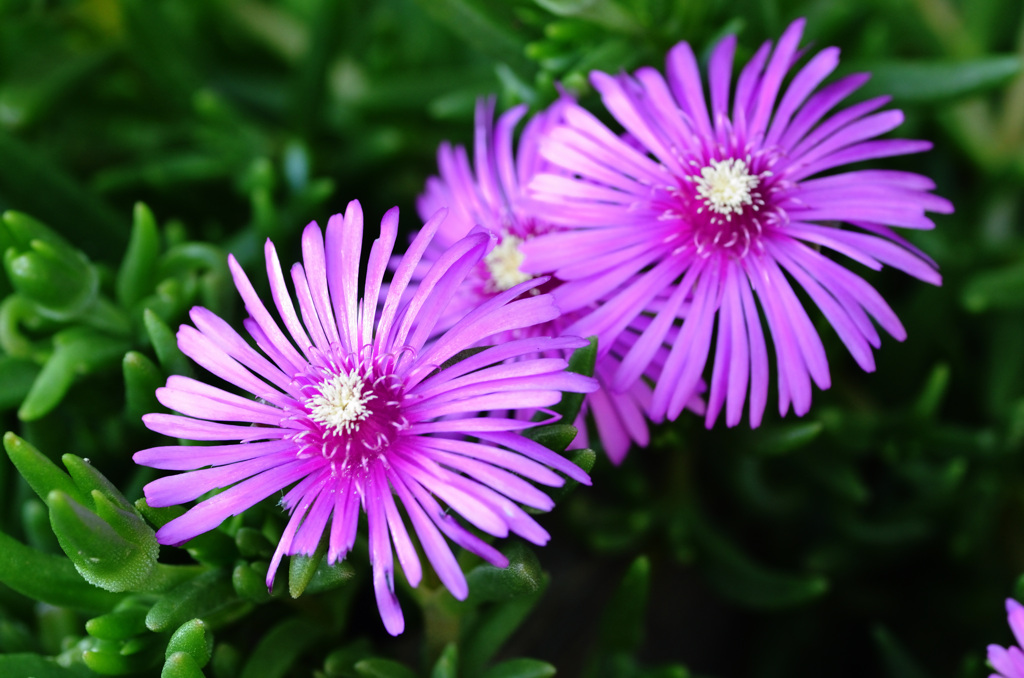 プランターの中で (1)