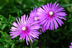 プランターの中で (1)