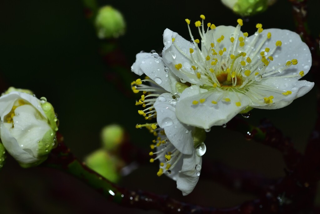 雨の梅林公園3