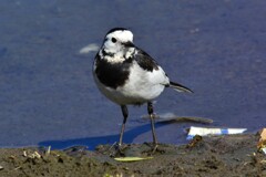 セグロセキレイ