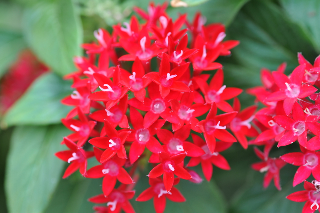 花 0013