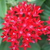 花 0013