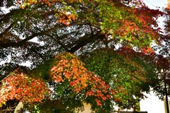 梅林公園の紅葉 (1)