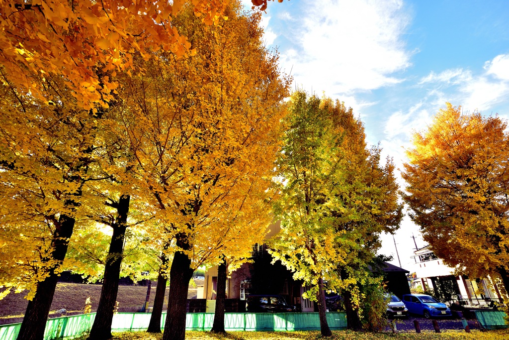岐阜市　雄日ヶ丘公園のイチョウ！　4　11/23