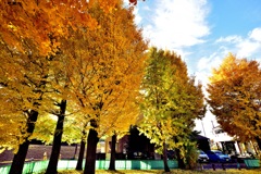 岐阜市　雄日ヶ丘公園のイチョウ！　4　11/23