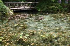 モネの池 (1)