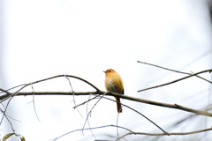 小鳥 (1)