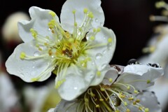 雨の梅林公園　3