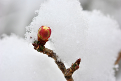 雪の梅林公園！　7　1/23