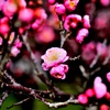いよいよ満開！　梅林公園　3/15　4