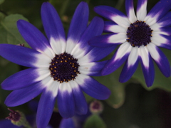 花 (11)