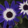 花 (11)