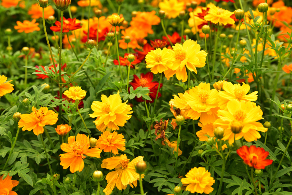花フェスタ記念公園にて20200808 (1)