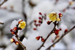 雪の梅林公園！　6　1/23
