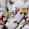 雪の梅林公園！　6　1/23