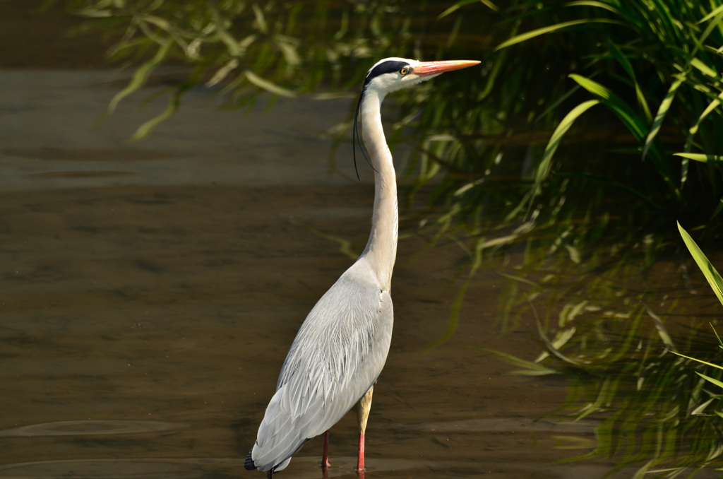 害鳥　アオサギ　