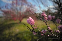 IMG_1621