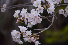 初桜