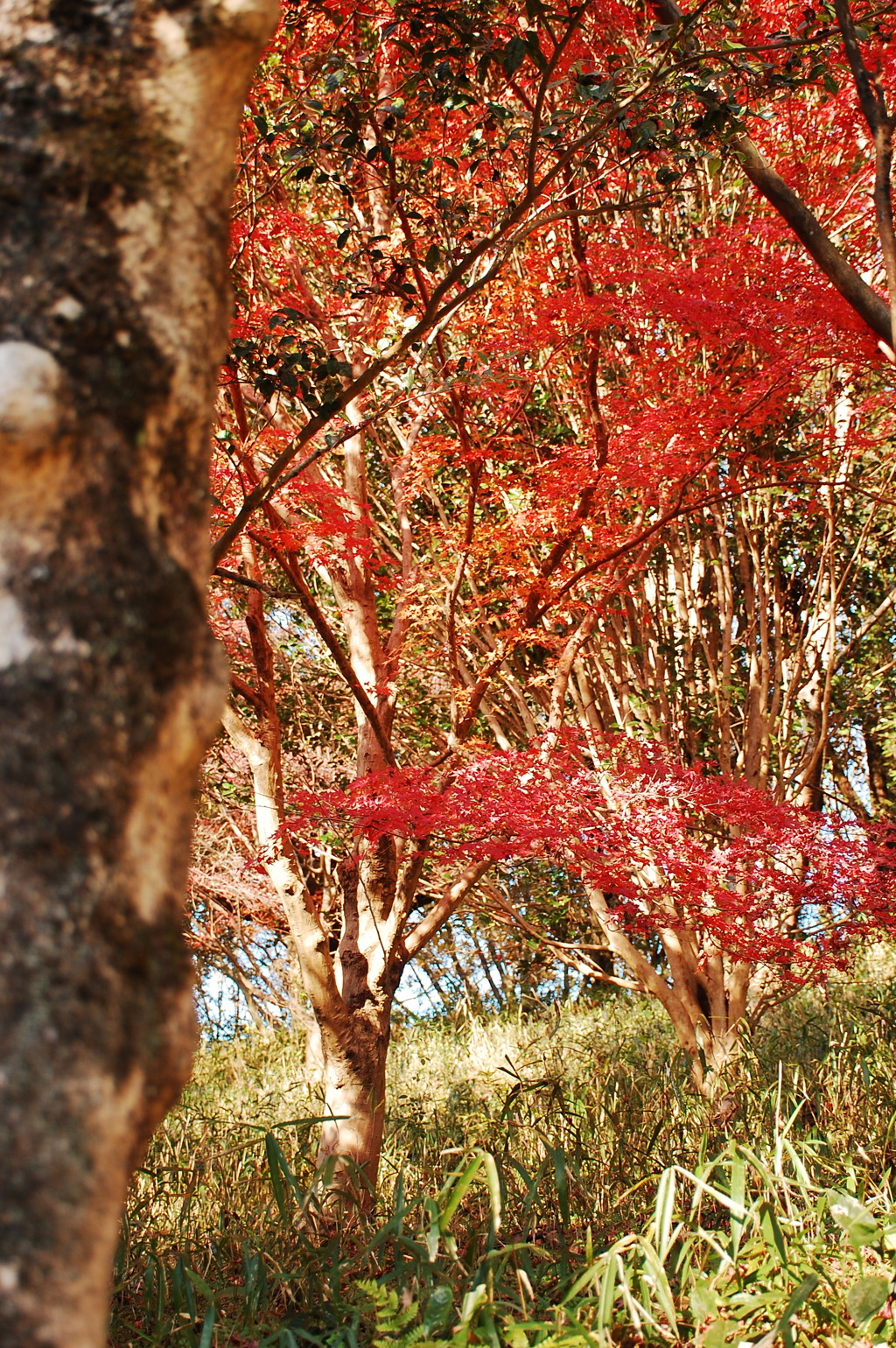 紅葉