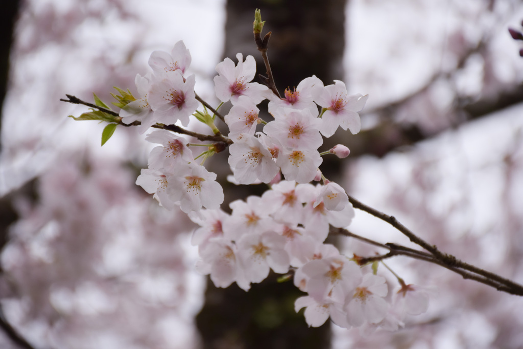 開花