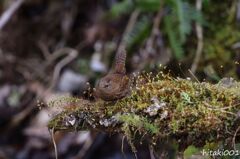 ミソサザイ３態　No３　ちょっと緊張