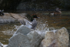 到津の森公園16