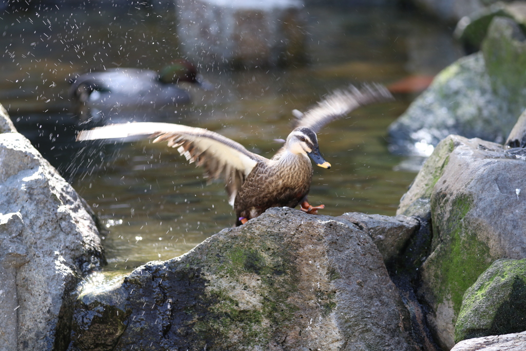 到津の森公園11