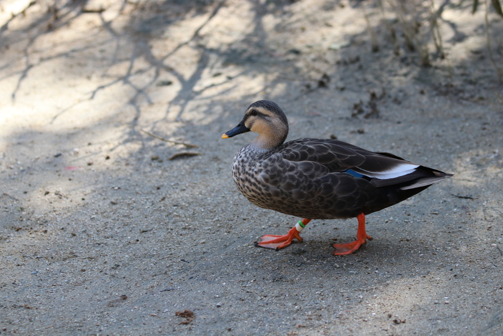 到津の森公園12