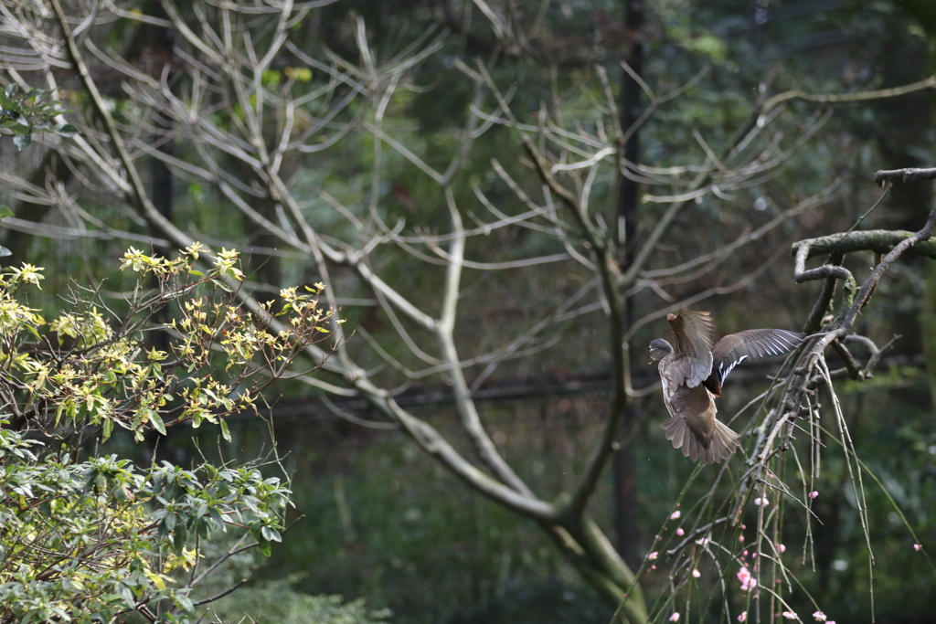 到津の森公園14