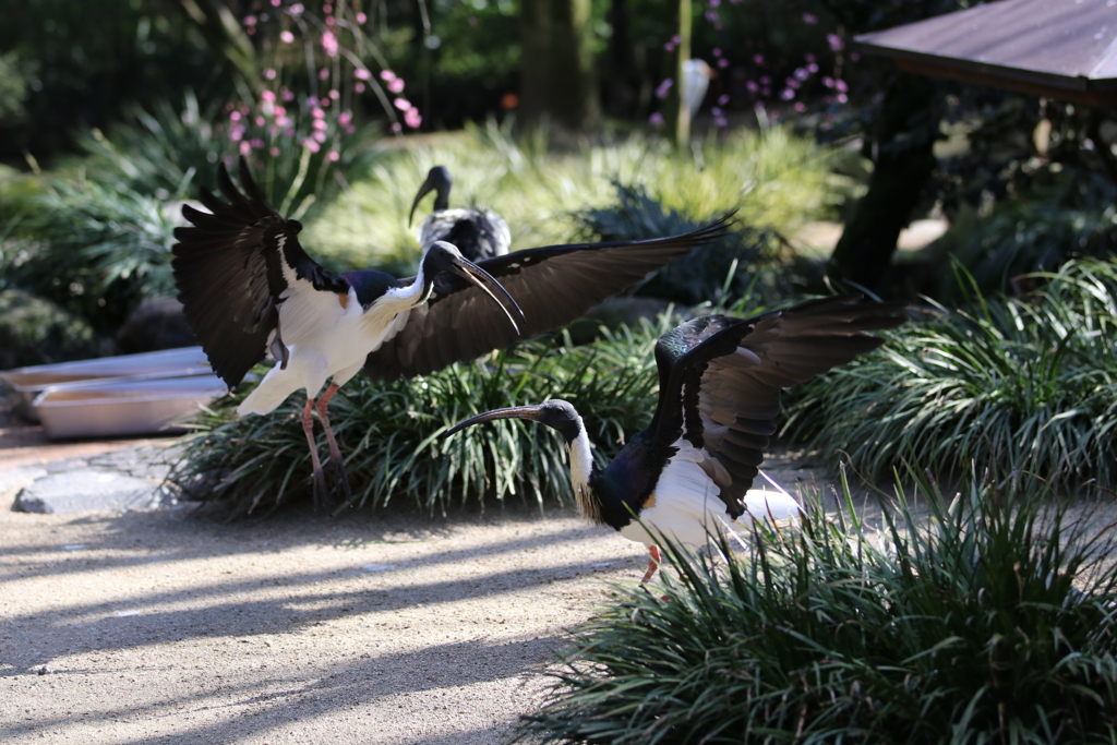 到津の森公園17