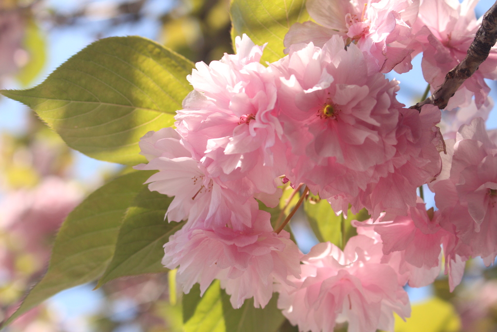 八重桜