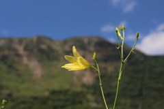 伊吹山とユウスゲ