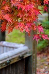 紅葉