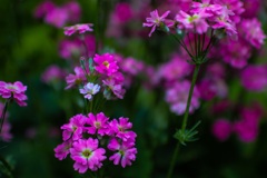 お花