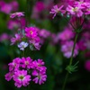 お花