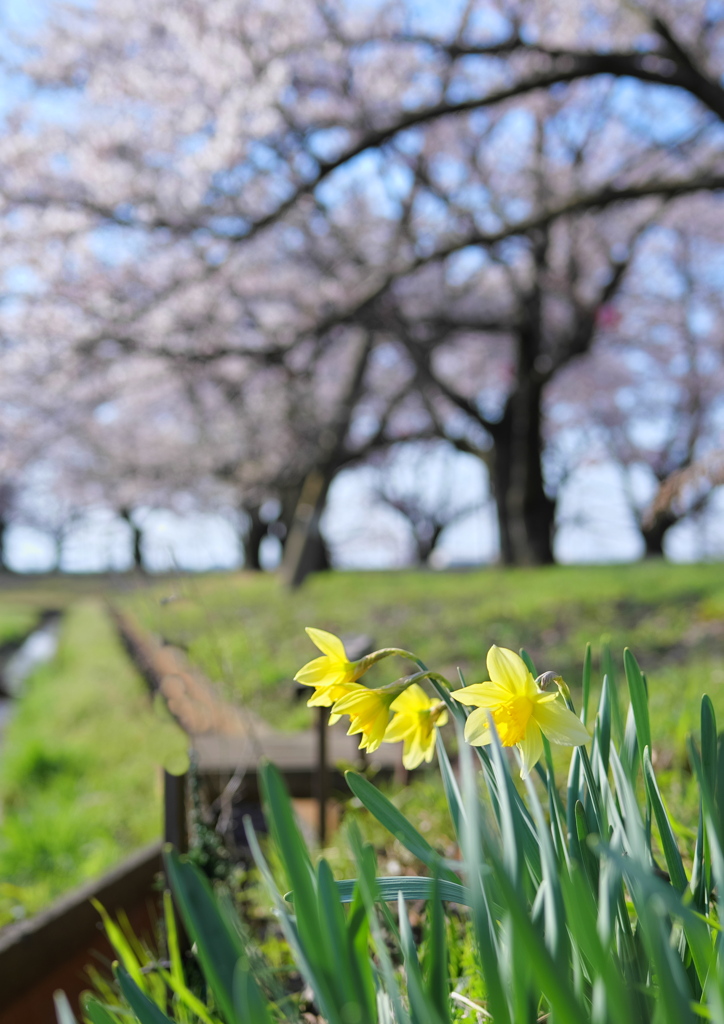 水仙と桜