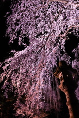 高田公園　しだれ桜２