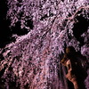 高田公園　しだれ桜２